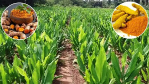 Bundelkhand Kisan News