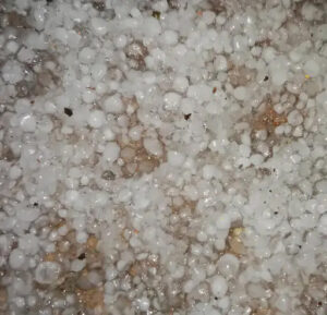 Crops destroyed by storm