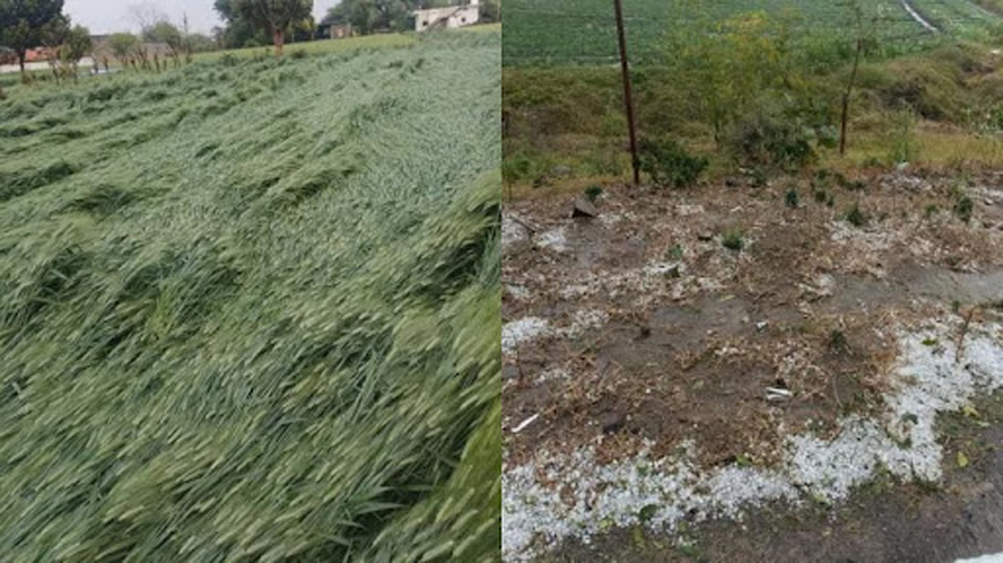 Crops destroyed by storm