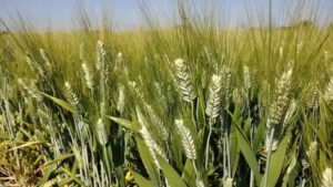 Farmer's Amazing Experiment