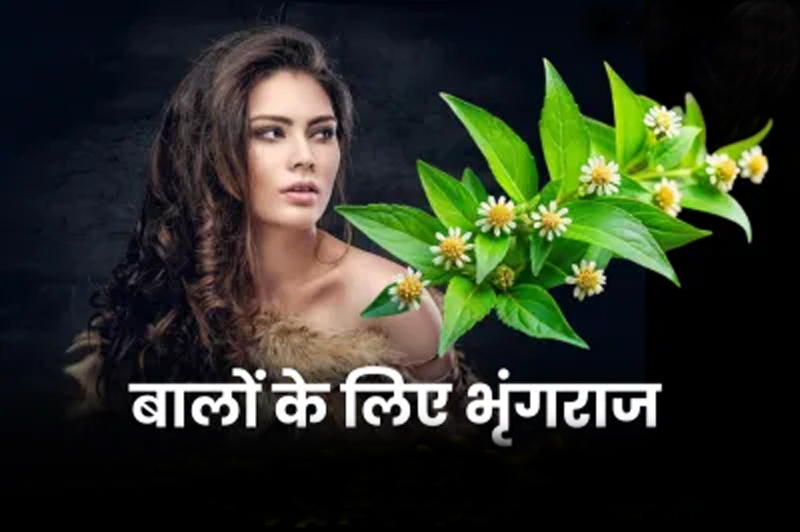 Hair Regrowth Remedy