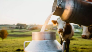 Milk ProDuction Increase