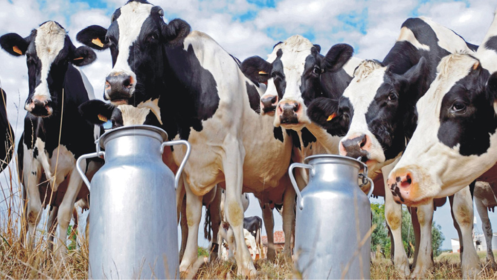 Milk ProDuction Increase