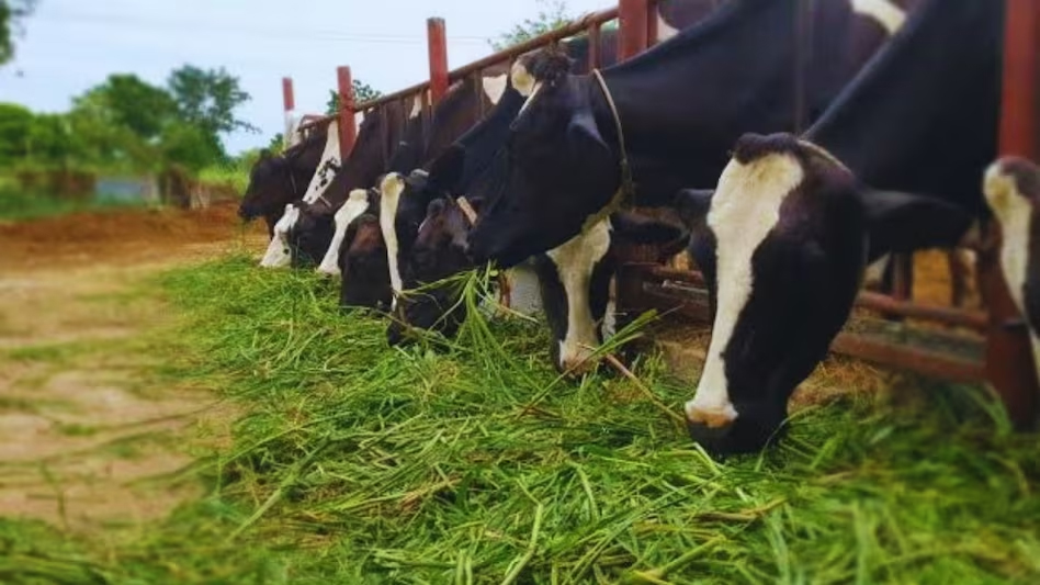 Milk production Cost