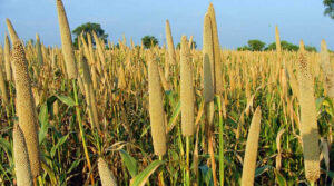 Millets Benefits