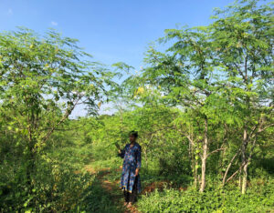 Moringa Farming