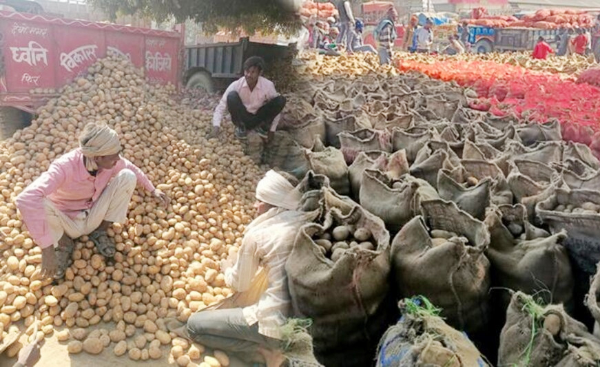 Potato Price Fall: आलू के दामों में भारी गिरावट से छलका किसानों का दर्द, 200 रुपये क्विंटल भाव
