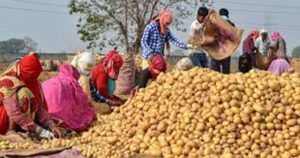Potato Price Fall in Mandi