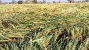 Unseasonal rain and hailstorm wreak havoc