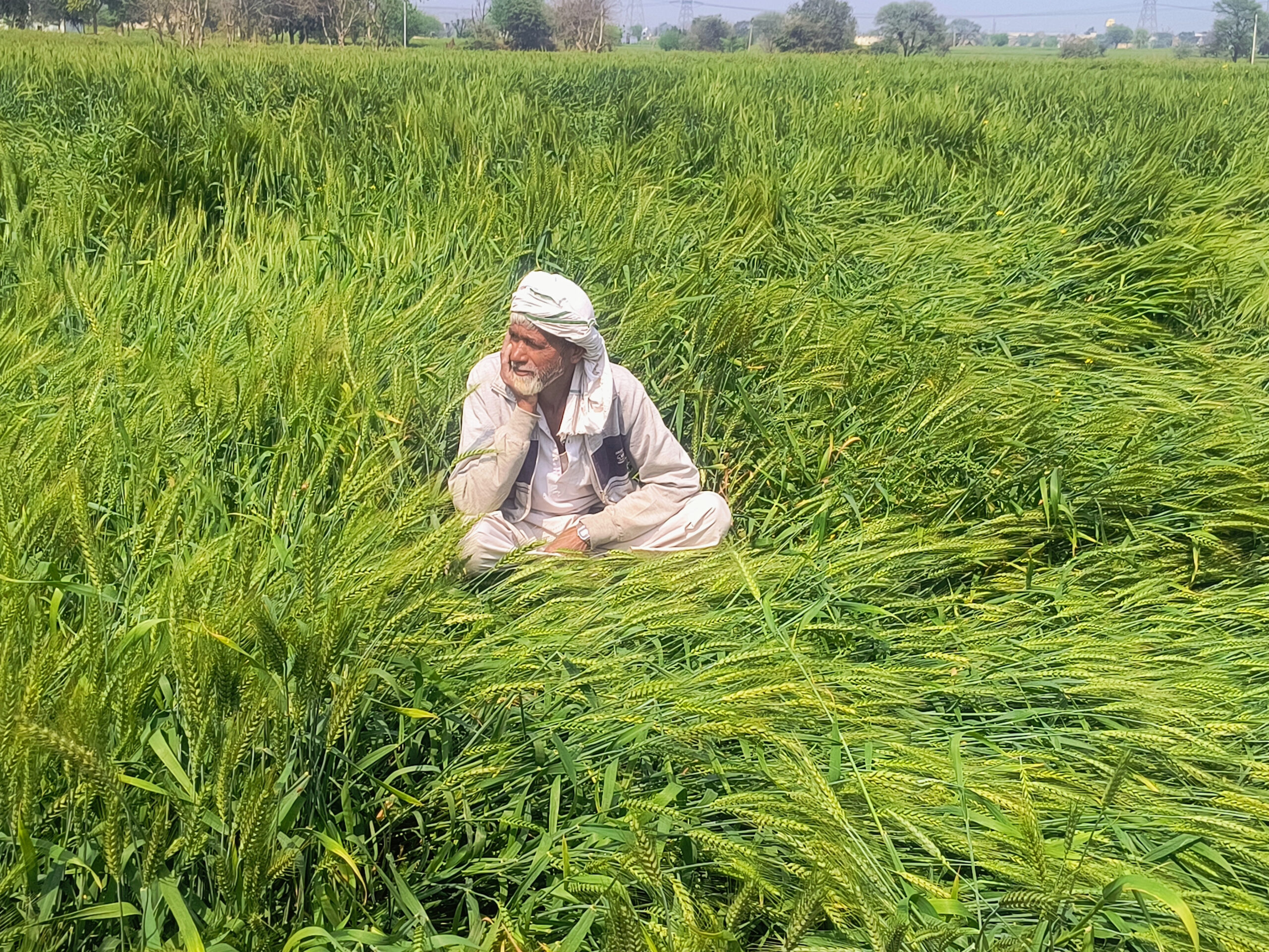 Unseasonal rain and hailstorm wreak havoc