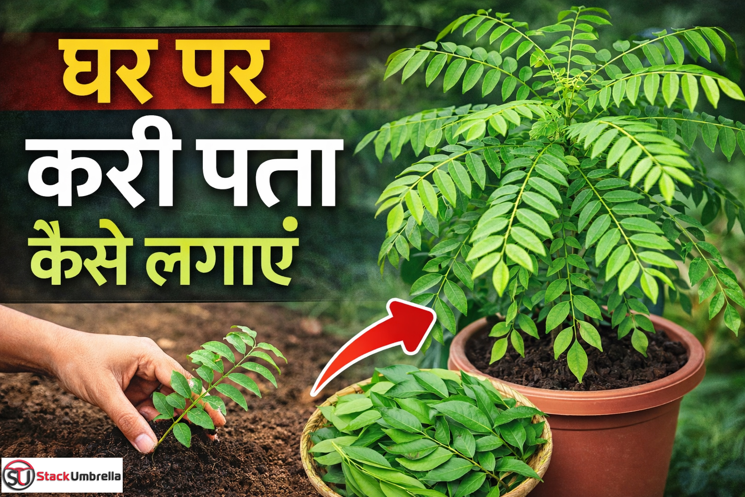 Curry Leaves At Home: करी पत्ता घर पर लगाना बेहद आसान, जानें इसके तरीके