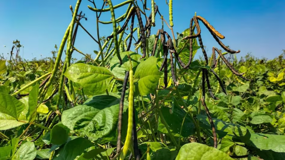 sowing of summer crops