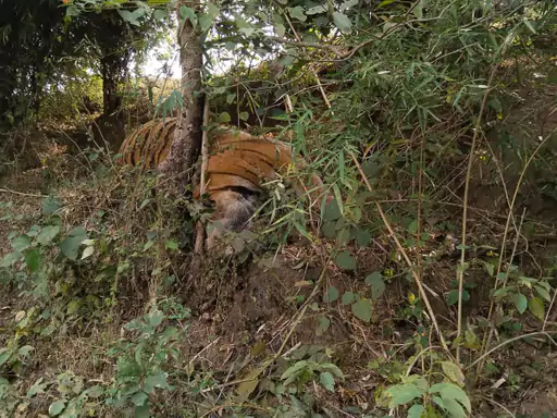 Tigers in Danger : टाइगर स्टेट कहलाने वाले मप्र में बाघों पर संकट, शहडोल में करंट लगने से दो बाघों की मौत