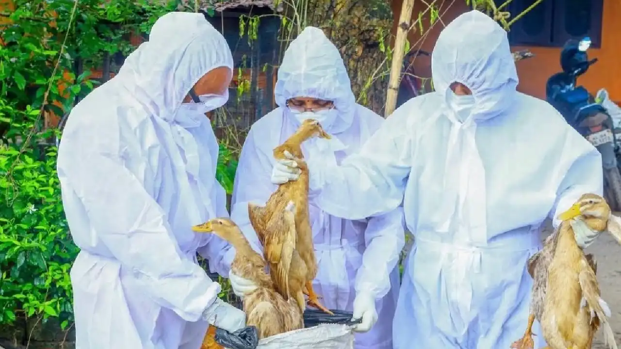 बर्ड फ्लू