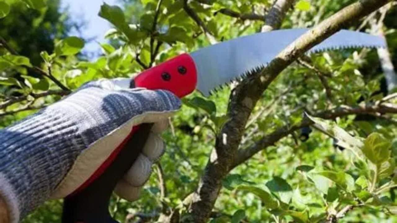 प्रूनिंग सॉ