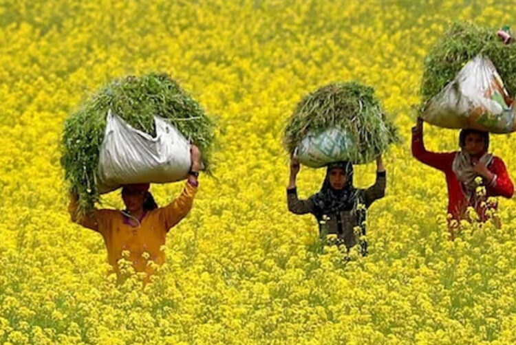 'Bhavantar' on Mustard