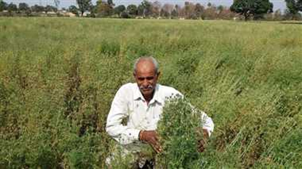 Cultivation of Kalonji 1 Cultivation of Kalonji