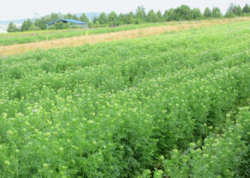 Cultivation of Kalonji