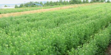 Cultivation of Kalonji Cultivation of Kalonji