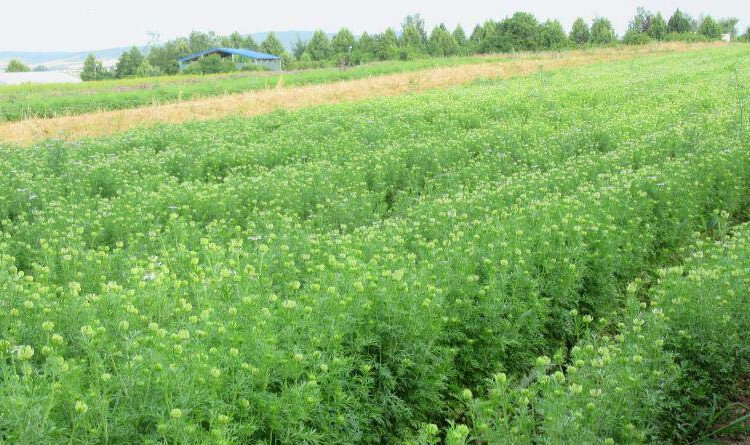 Cultivation of Kalonji Cultivation of Kalonji