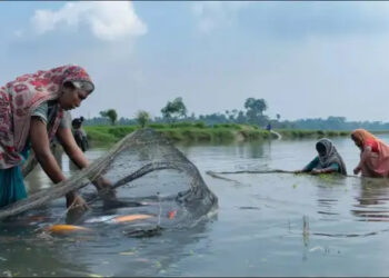Freshwater Fish Production