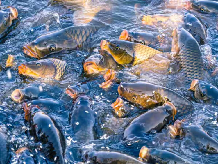 Freshwater Fish Production