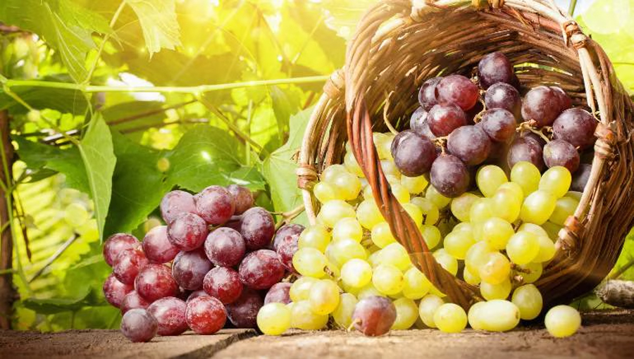 Grapes Benefits