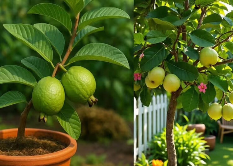Growing guavas