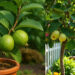Growing guavas