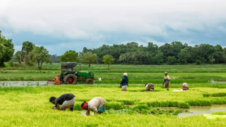 Grain Storage Facilities