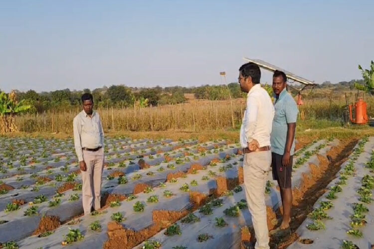 Integrated Farming Model