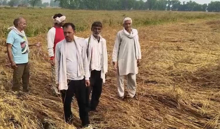 Kisan Advice 1 1 Kisan Advice