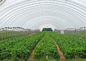 Multicropping Farming