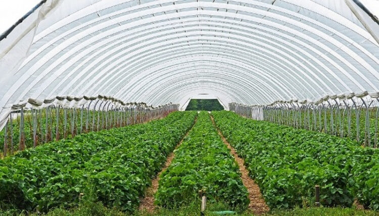 Multicropping Farming