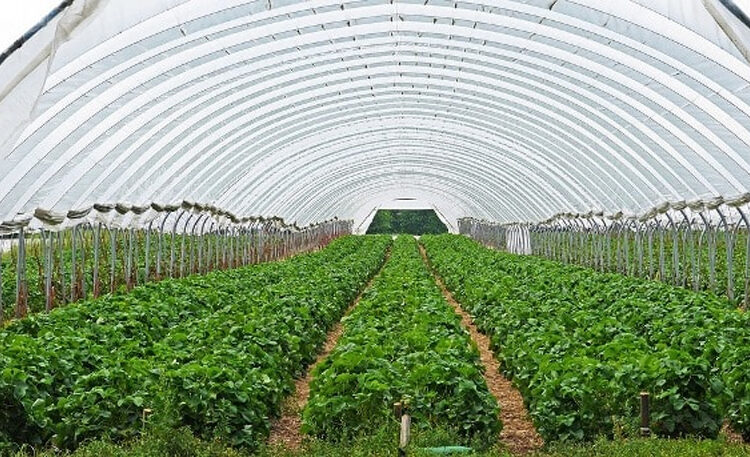 Multicropping Farming 1 Multicropping Farming