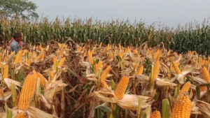 New varieties of wheat and maize 2