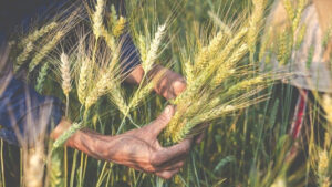 New varieties of wheat and maize