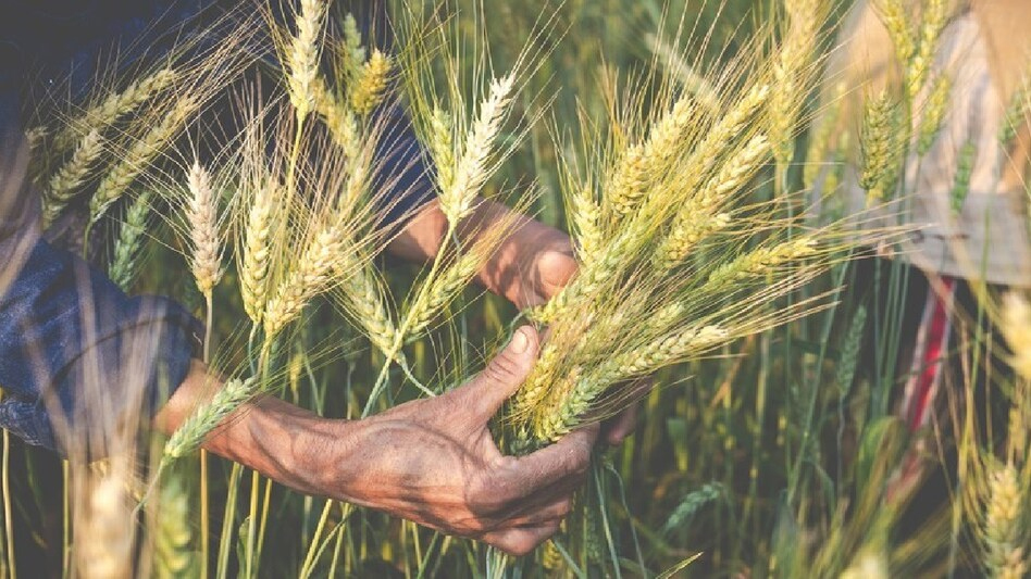 New varieties of wheat and maize