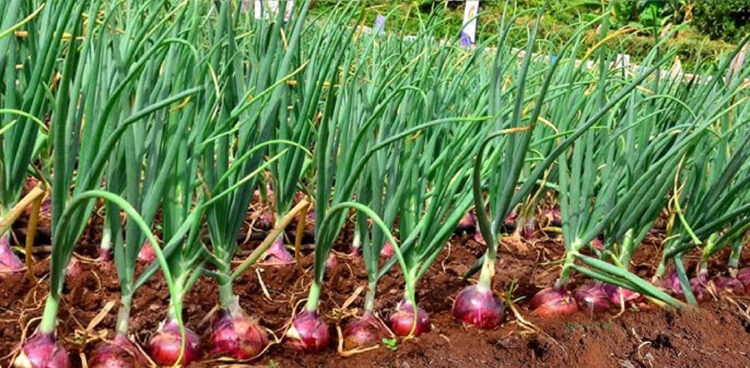 Onion Cultivation