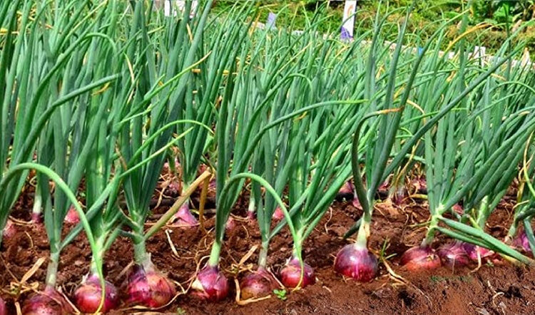 Onion Cultivation