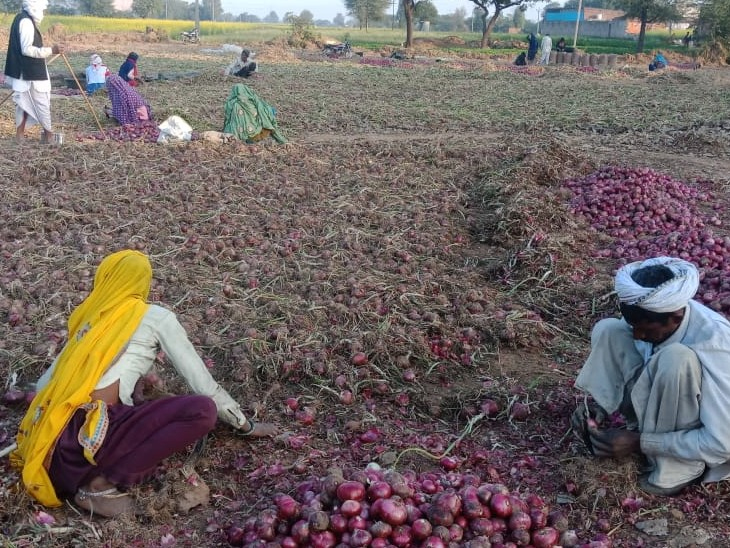 Onion Cultivation