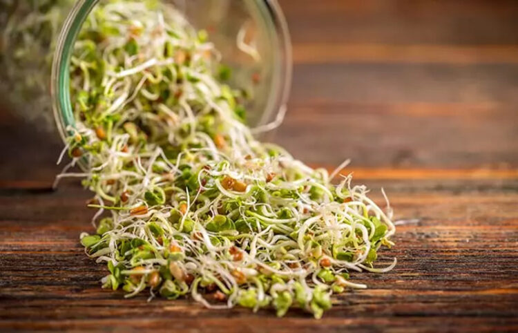 Sprouted Fenugreek Benefit