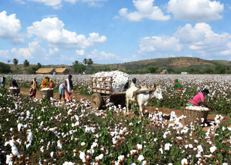 Textile Sector Textile Sector