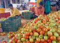 Tomato price today Tomato price