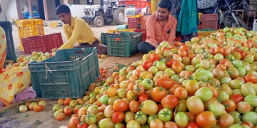 Tomato price