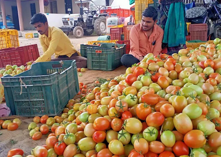 Tomato price
