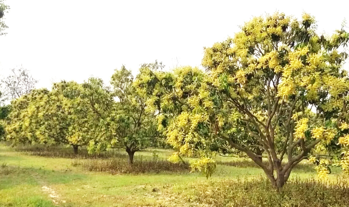 mango blossoms