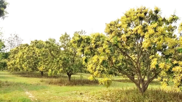 mango blossoms