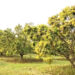 mango blossoms