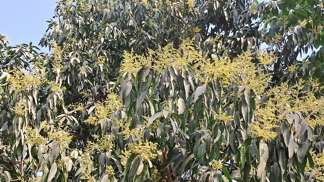 mango blossoms falling
